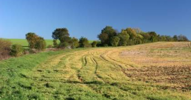 Ministrul Agriculturii: 2011 se anunta un an agricol bun