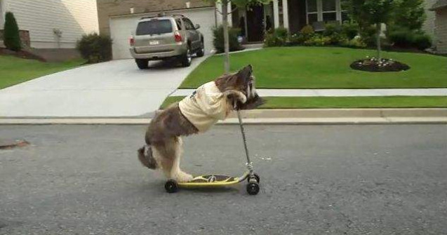  Video  Norman - Cainele care se da pe trotineta