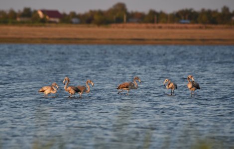 Sase pasari flamingo, observate in Ialomita