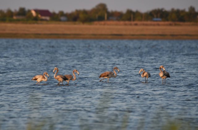 Sase pasari flamingo, observate in Ialomita