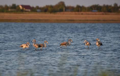 Sase pasari flamingo, observate in Ialomita