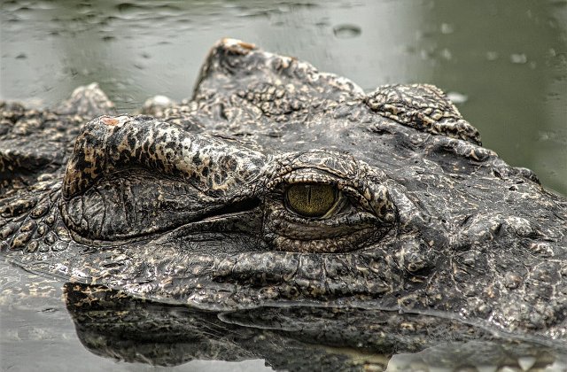 Un jurnalist Financial Times ar fi murit dupa ce a fost tras in apa unei lagune din Sri Lanka de un crocodil