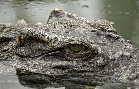 Un jurnalist Financial Times ar fi murit dupa ce a fost tras in apa unei lagune din Sri Lanka de un crocodil