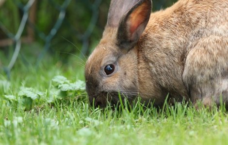 Venezuela: Guvernul indeamna oamenii sa creasca iepuri, ca solutie pentru foamete