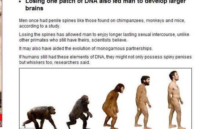 Cum au evoluat creierul si penisul uman de-a lungul timpului?