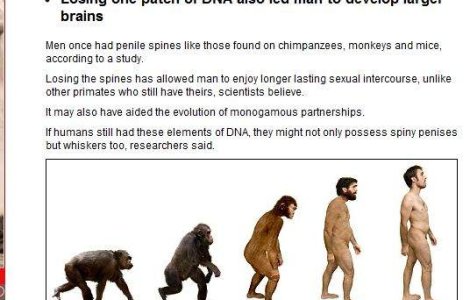 Cum au evoluat creierul si penisul uman de-a lungul timpului?