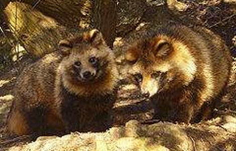 Animale nou aparute in Romania