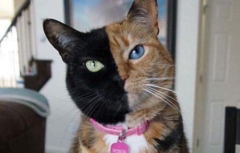  Top  Frumusete in stare pura! 10+ pisici cu forme ciudate pe blana