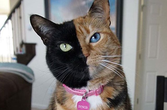 Frumusete in stare pura! 10+ pisici cu forme ciudate pe blana