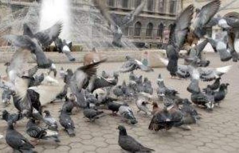 Porumbei arestati in Iran pentru spionaj