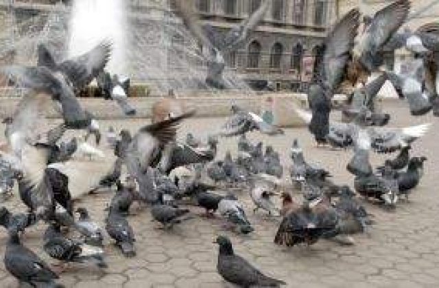 Porumbei arestati in Iran pentru spionaj 