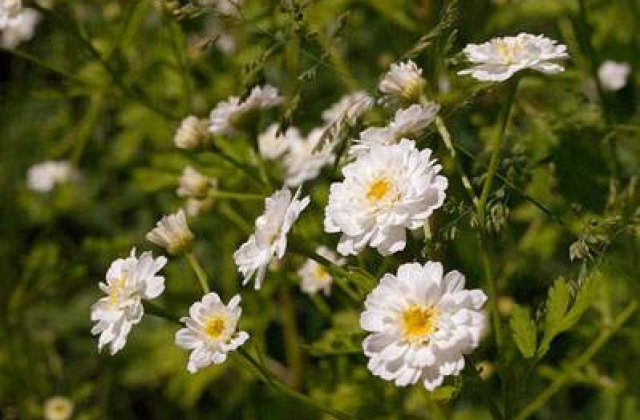 Top 5 analgezice naturale