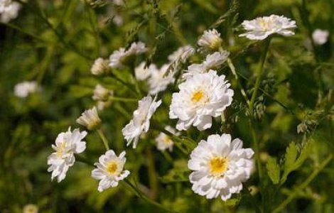 Top 5 analgezice naturale