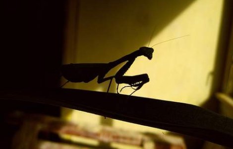  Video  Ne pot salva insectele de criza alimentara?