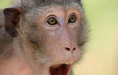  Top  Chiar si animalele sunt luate prin surprindere! 10 fotografii care ilustreaza reactiile lor adorabile