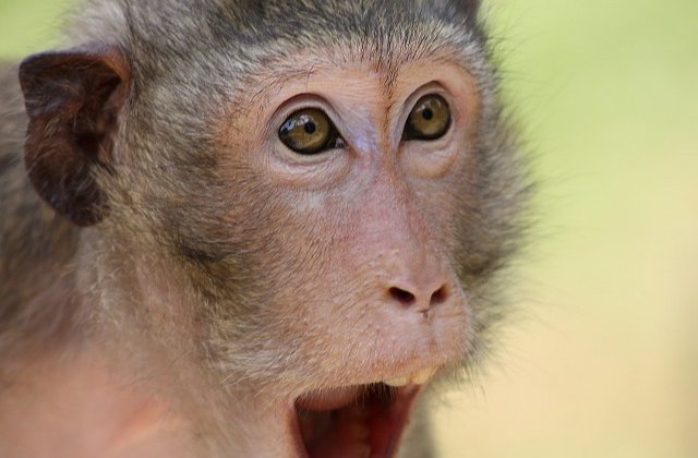 Chiar si animalele sunt luate prin surprindere! 10 fotografii care ilustreaza reactiile lor adorabile