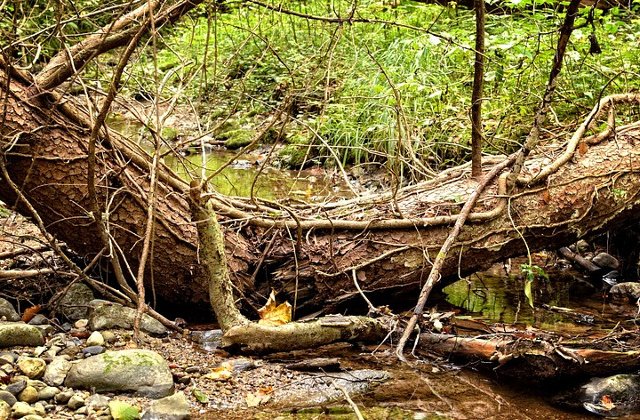 Romsilva: Furtunile au doborat peste sapte sute de hectare de padure