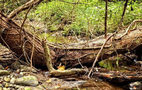 Romsilva: Furtunile au doborat peste sapte sute de hectare de padure