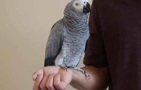 Un papagal a plasat o comanda pe Amazon