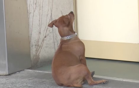 O catelusa si-a asteptat ore in sir stapanul bolnav la usa unui spital din Iasi / VIDEO