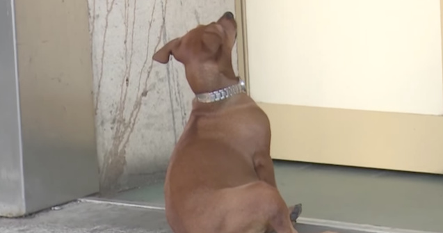 O catelusa si-a asteptat ore in sir stapanul bolnav la usa unui spital din Iasi / VIDEO