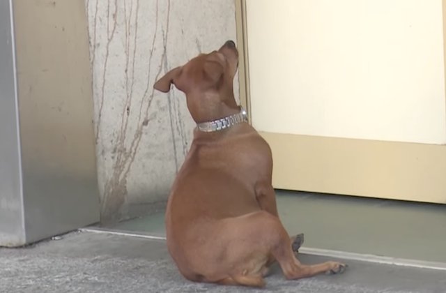 O catelusa si-a asteptat ore in sir stapanul bolnav la usa unui spital din Iasi / VIDEO