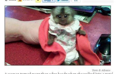 La tribunal, cu maimutica la... san!