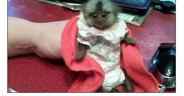 La tribunal, cu maimutica la... san!