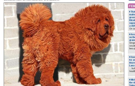 1 milion de lire: Atat costa cel mai scump caine din lume!