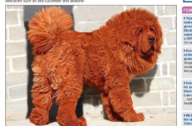 1 milion de lire: Atat costa cel mai scump caine din lume!