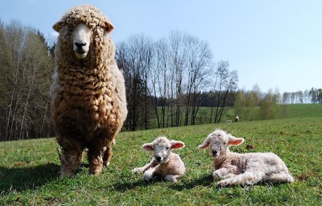 Daea: Oaia merge cu capul in jos pentru ca ii e rusine de televiziuni