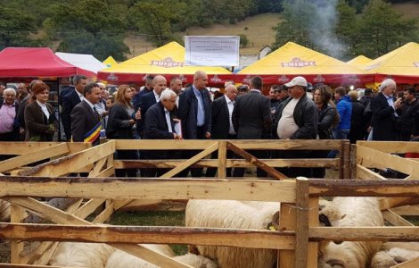 Petre Daea: Oaia, un "animal care ne strabate istoria ca un fir rosu"