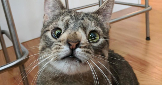 Maya, pisicuta cu un cromozom in plus, si-a gasit o familie