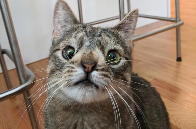 Maya, pisicuta cu un cromozom in plus, si-a gasit o familie