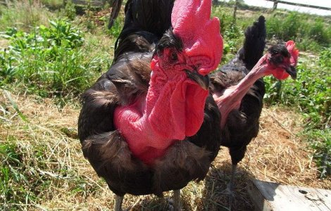 De ce isi pierde penele gaina cu gat golas din Transilvania?