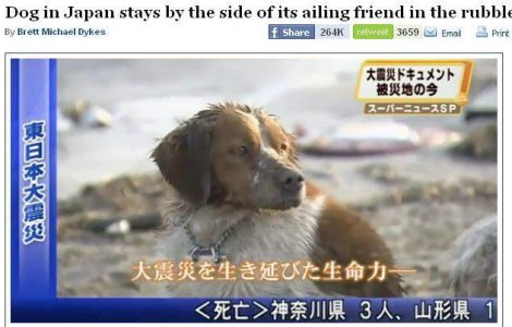  Video  Un caine din Japonia ramane alaturi de prietenul sau aflat printre ruine