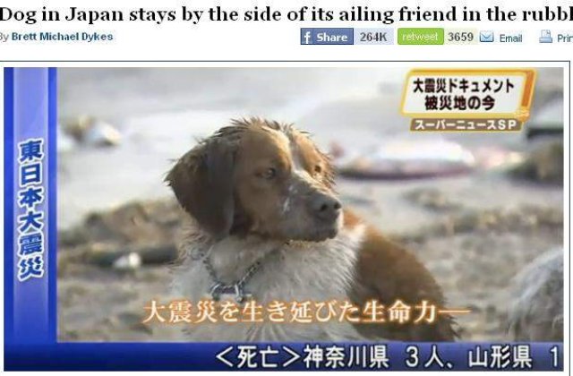 [VIDEO] Un caine din Japonia ramane alaturi de prietenul sau aflat printre ruine