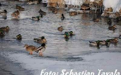 FOTO/VIDEO  Chiar a trecut...