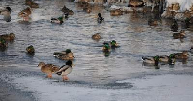  Foto/video  Chiar a trecut iarna?