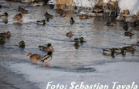  Foto/video  Chiar a trecut iarna?