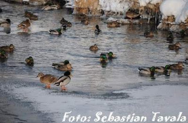 [FOTO/VIDEO] Chiar a trecut iarna?