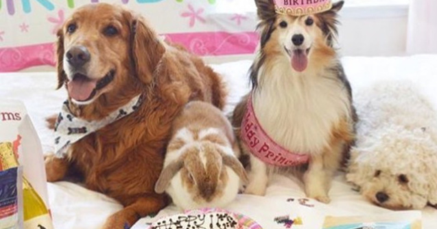 Multi stapani aleg sa cumpere tort pentru aniversarea cainelui