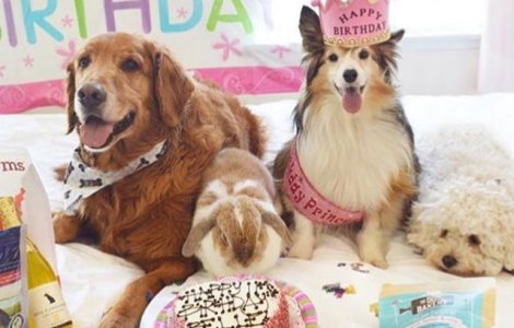 Multi stapani aleg sa cumpere tort pentru aniversarea cainelui