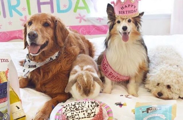 Multi stapani aleg sa cumpere tort pentru aniversarea cainelui