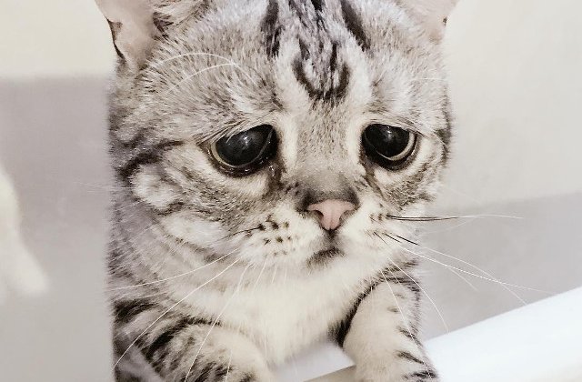 Luhu detine "titlul" de cea mai trista pisica de pe internet / FOTO