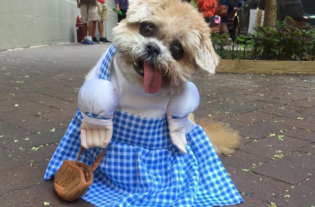 Marnie, catelul care scoate limba mereu