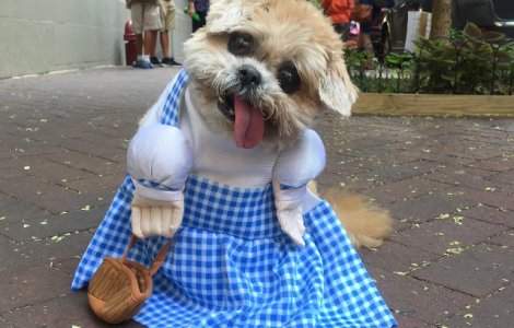 Marnie, catelul care scoate limba mereu