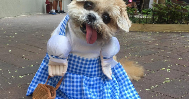 Marnie, catelul care scoate limba mereu