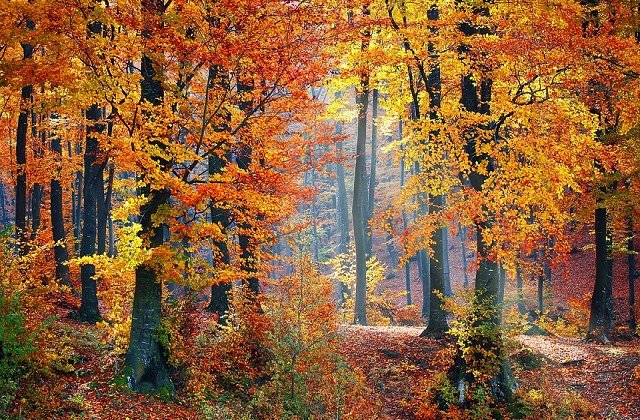 Un tanar in varsta de 22 de ani a fost gasit mort intr-o padure din Italia. Prietenii cer ajutor