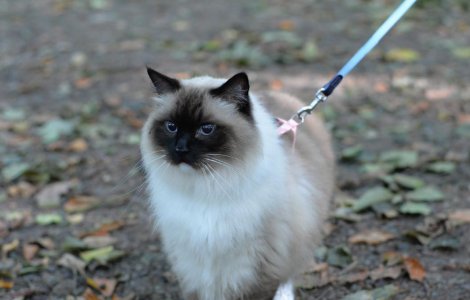  Top  Top 10+1 cele mai frumoase pisici de pe Instagram